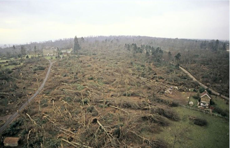 Forest devastation