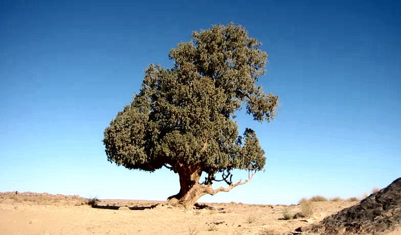 Saharan Cypress